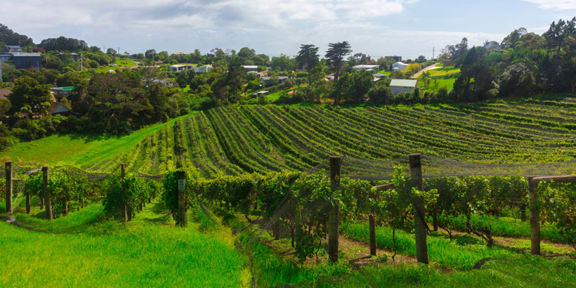 History of NZ Sav